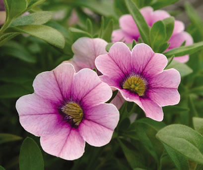 تنباکو زینتی